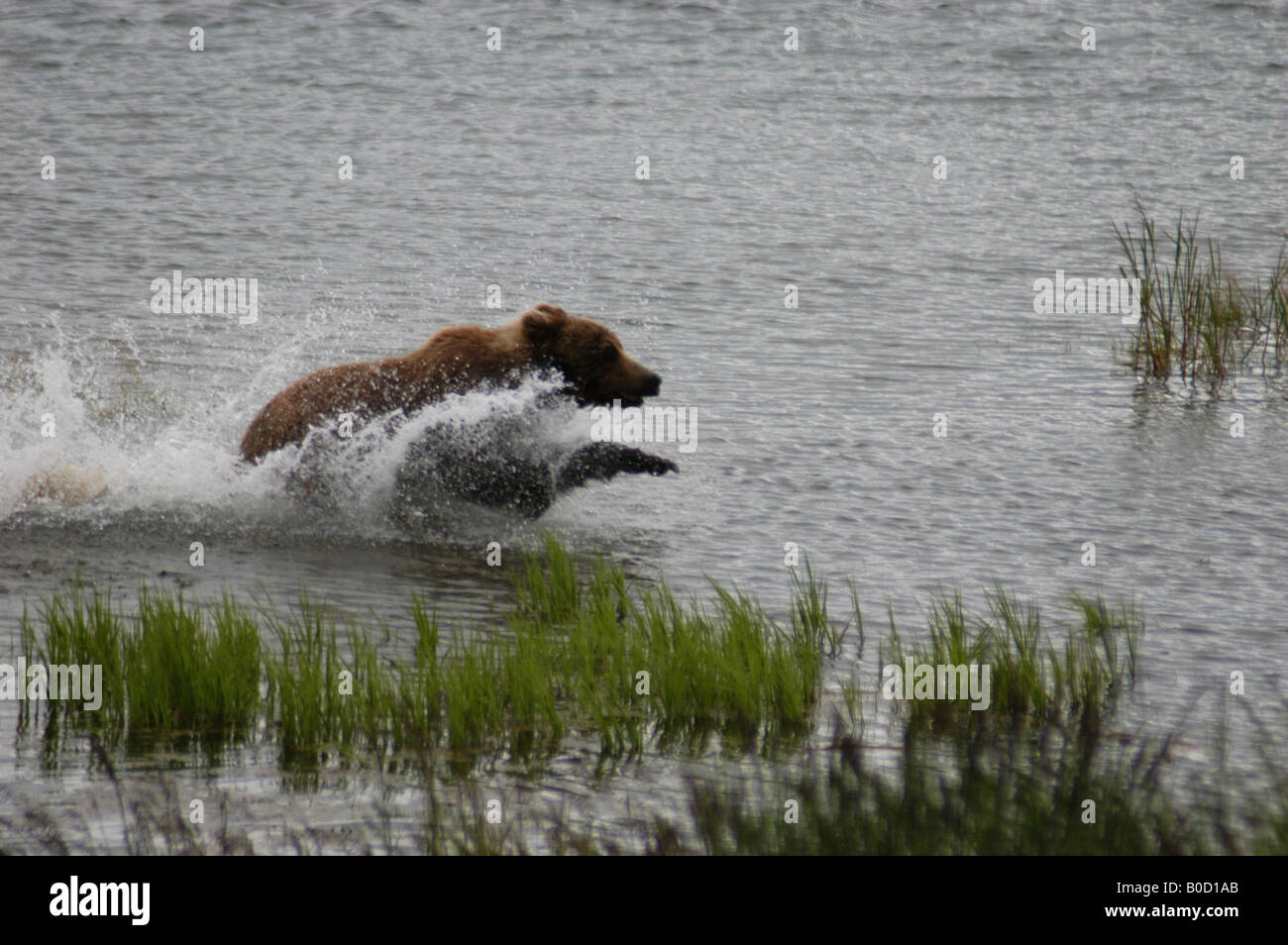 À l'ours grizzli Brooks Falls, Katmai National Park, Alaska Banque D'Images