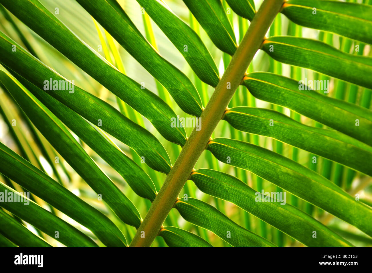 Libre de sunlit green palm tree leaf Banque D'Images