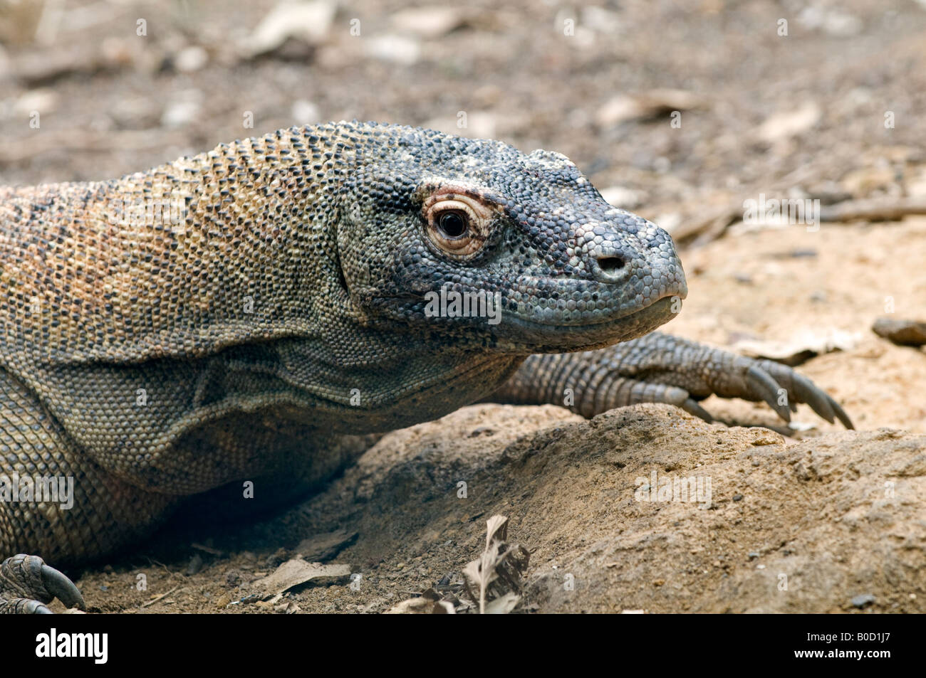 Dragon de Komodo : Varanus komodoensis Banque D'Images