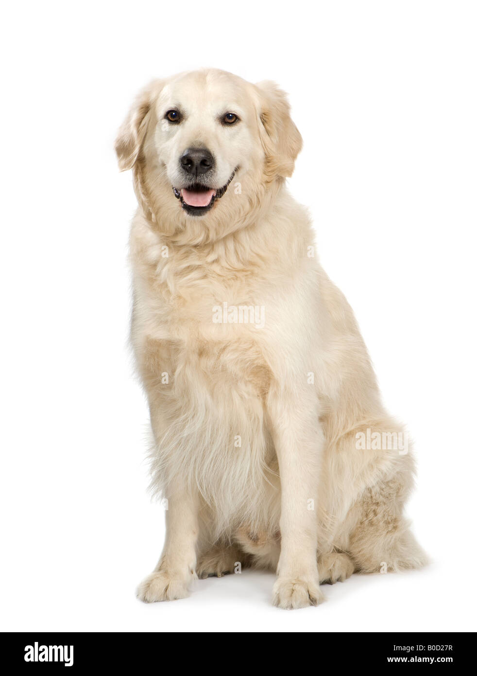 Labrador retriever cream in front of white background et face à l'appareil photo Banque D'Images Labrador retriever cream in front of white background et face à l'appareil photo Banque D'Images