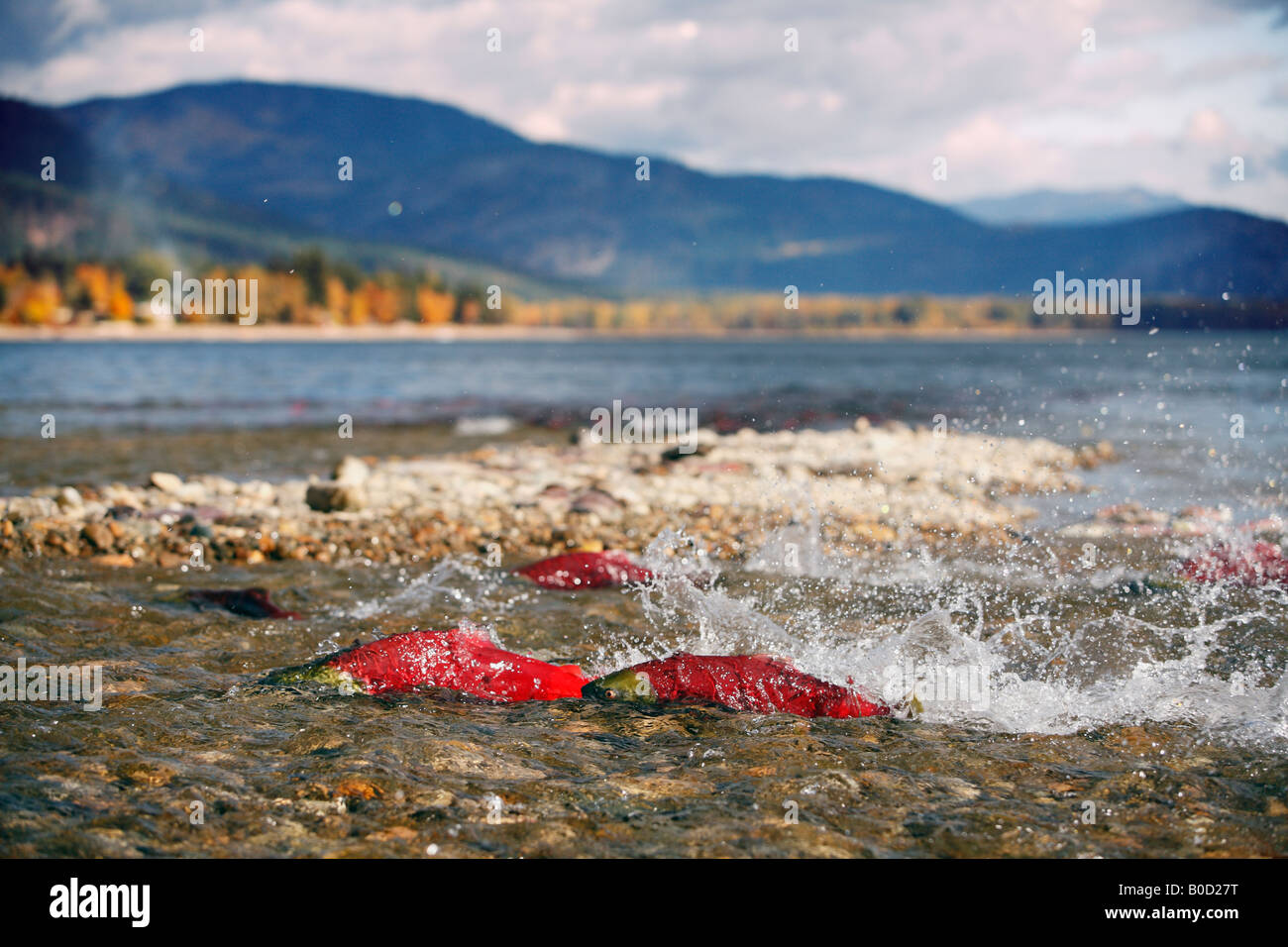 Le saumon à l'embouchure de la rivière Adams, le lac Shuswap, Salmon Arm, British Columbia, Canada Banque D'Images