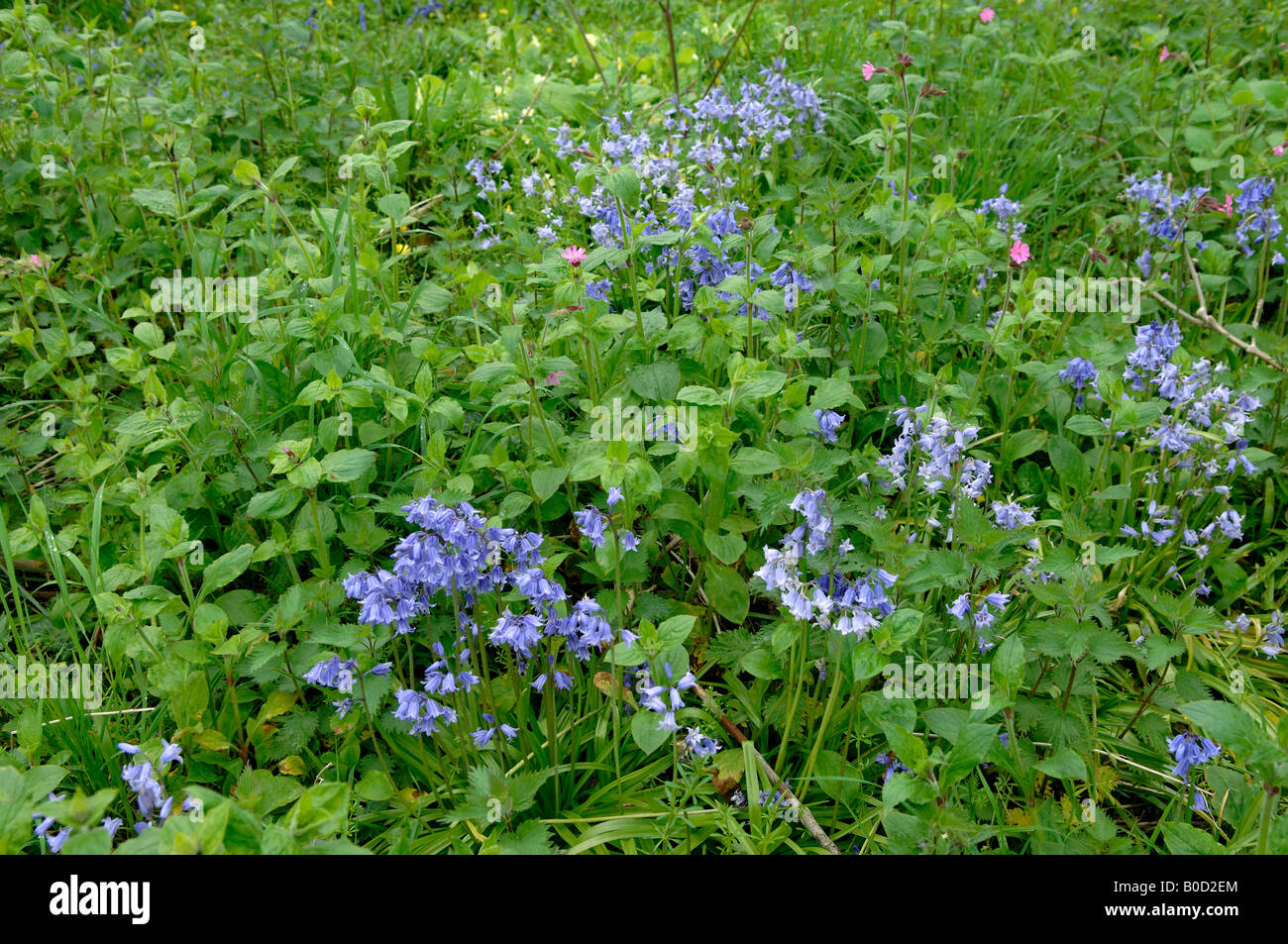 Espagnol naturalisé bluebells Hyacinthoides hispanica et hybrides parmi la flore forestiers Devon Banque D'Images