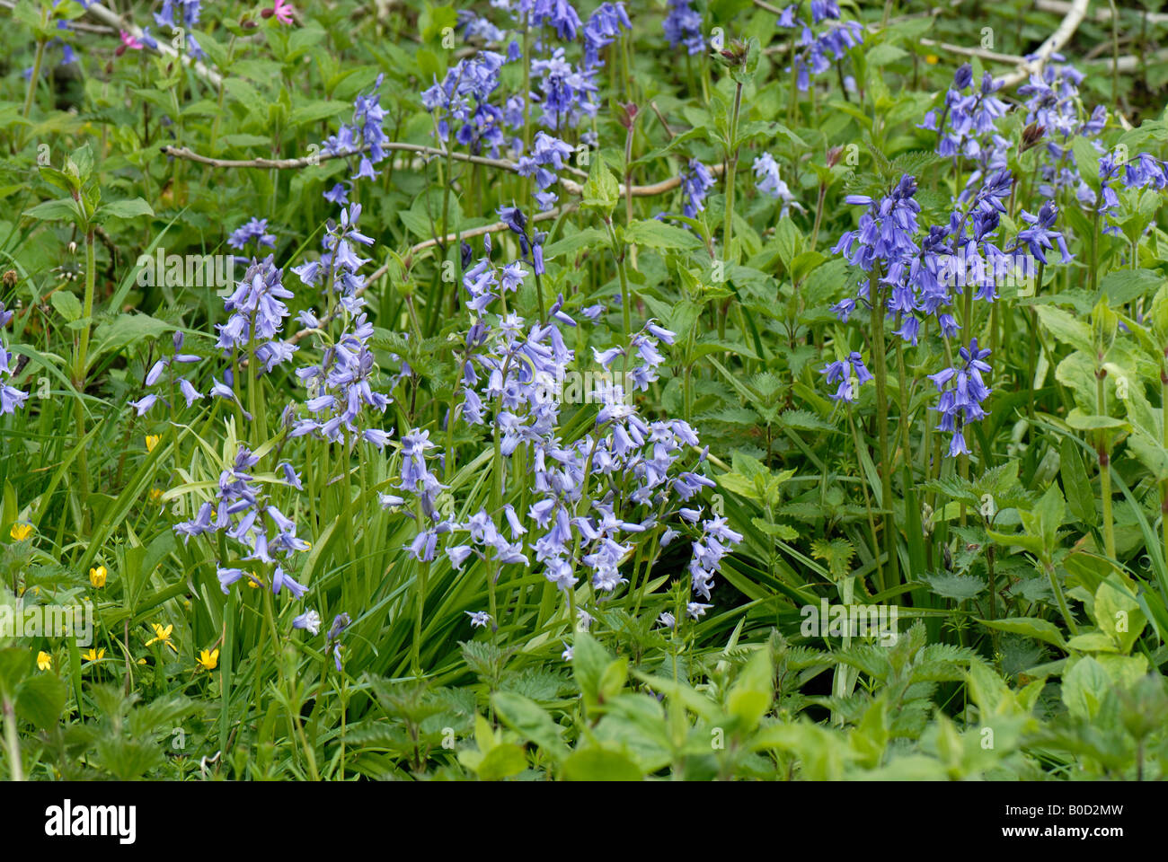 Espagnol naturalisé bluebells Hyacinthoides hispanica et hybrides parmi la flore forestiers Devon Banque D'Images