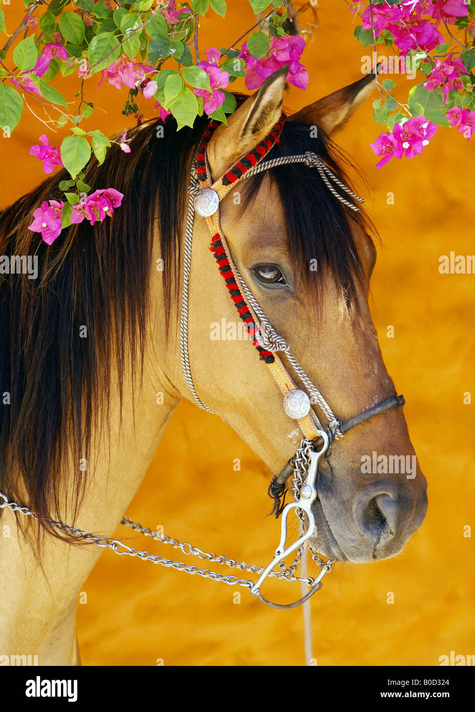 Beau cheval sous un buisson de fleurs Banque D'Images