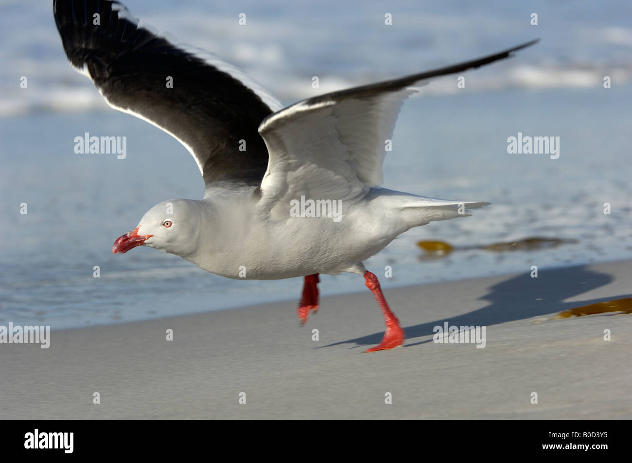 Dolphin Gull Larus scoresbii Iles Falkland sur le point de décoller de la plage ailes déployées Banque D'Images