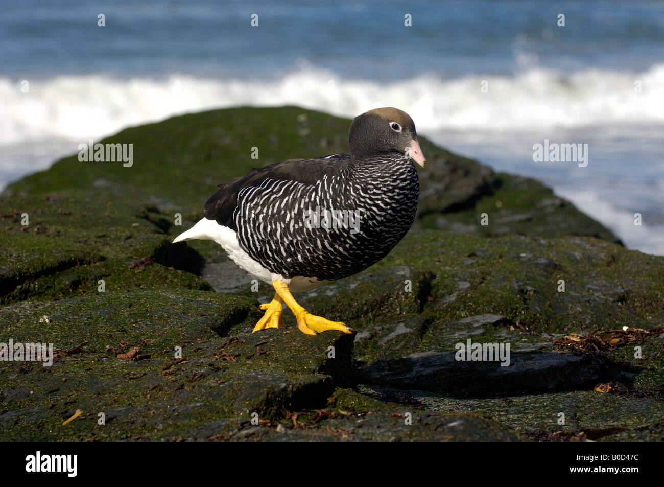Choephaga Kelp Goose hybrida Sea Lion Island Iles Falkland femme marcher sur des rochers Banque D'Images