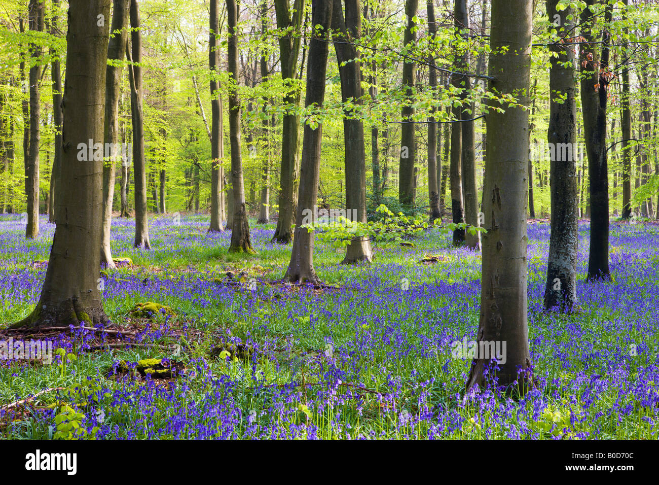 Woodlands de Micheldever Bluebell Wood Hampshire Angleterre Banque D'Images