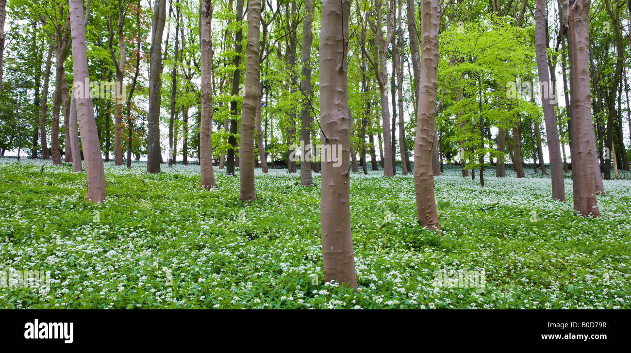 L'ail des ours (Allium ursinum) croissant dans un bois Winterbourne Abbas Dorset Angleterre Banque D'Images