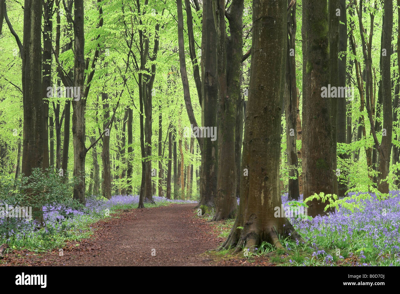 Chemin à travers les cloches - jacinthoides non scripta dans West Woods au printemps, Wiltshire, Angleterre. Un magnifique bluebell Wood au Royaume-Uni Banque D'Images