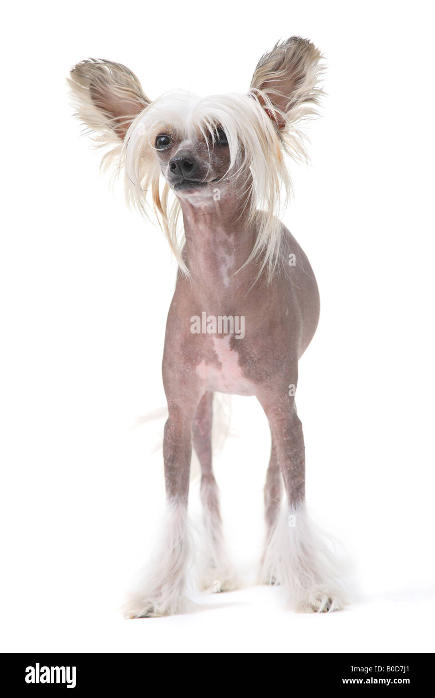 Chien Chinois à Crête Banque D'Images