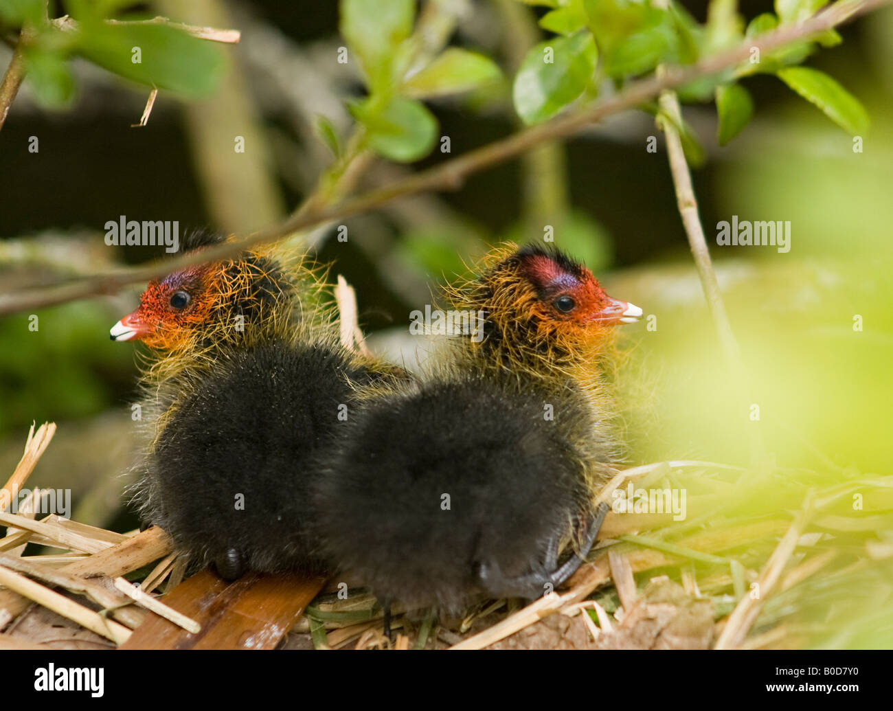 Gros plan sur une paire de petits cottes (Fulica atra) au nid au printemps Banque D'Images