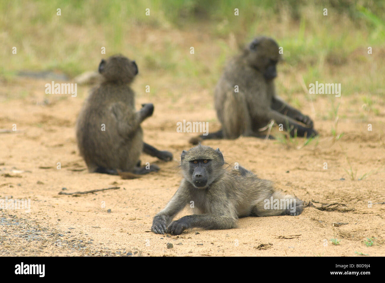 Babouin Chacma Papio ursinus faune Africaine Cape grand babouin babouin poilu troupe de comédie drôle humour comme l'intel intelligent Banque D'Images