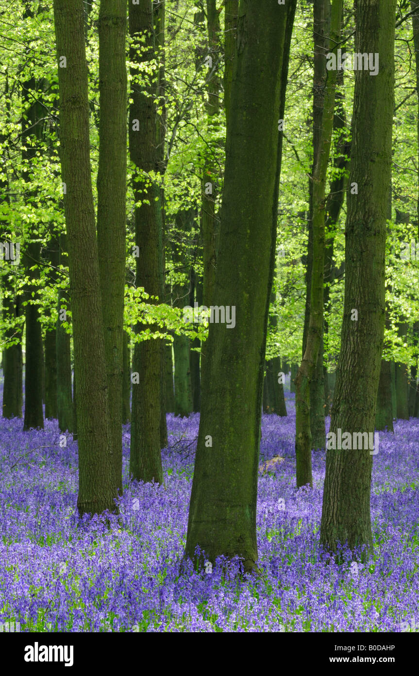 Dockey Bois Hertfordshire en Angleterre Banque D'Images