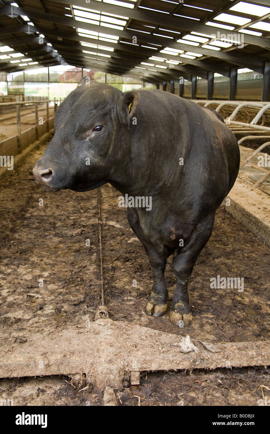 Black Bull dans une grange Hampshire Angleterre Banque D'Images