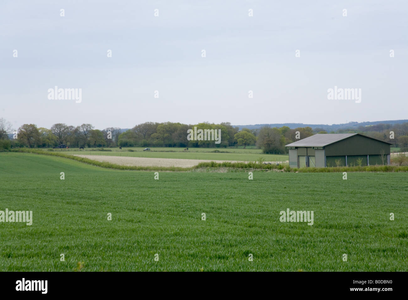 Champs et une grange de ferme moderne, Hampshire, Angleterre. Banque D'Images