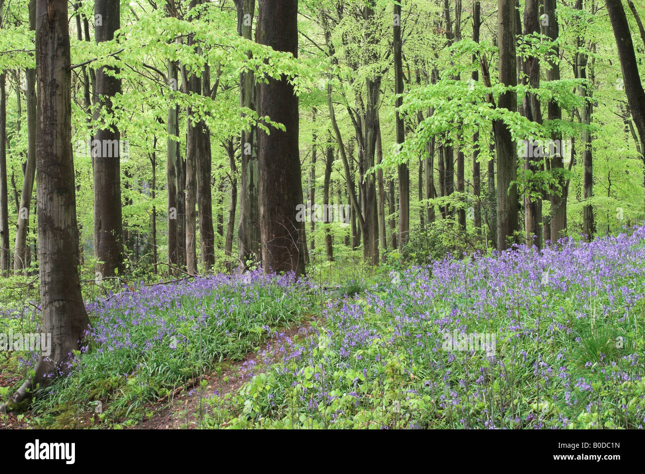 Un chemin parmi les cloches à fleurs - jacinthoides non scripta dans West Woods bluebell Wood, près de Marlborough, Wiltshire, Angleterre, Royaume-Uni Banque D'Images