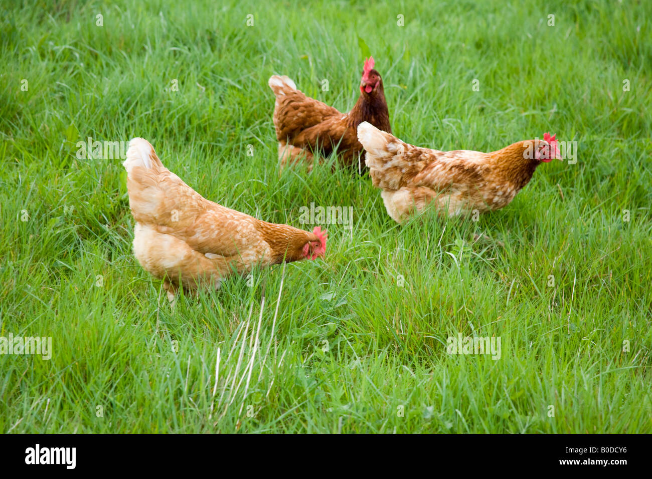 Freerange poulets biologiques Hampshire Angleterre Banque D'Images