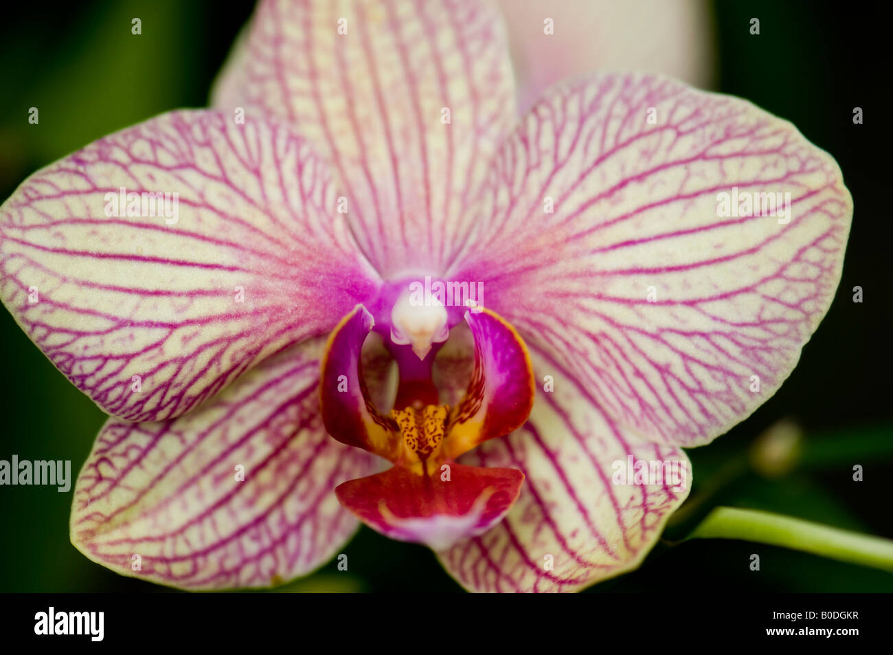 Une belle orchidée phalaenopsis, tropical, avec un fond crème, violet et d'un entrelacement des veines violettes de la gorge. Banque D'Images