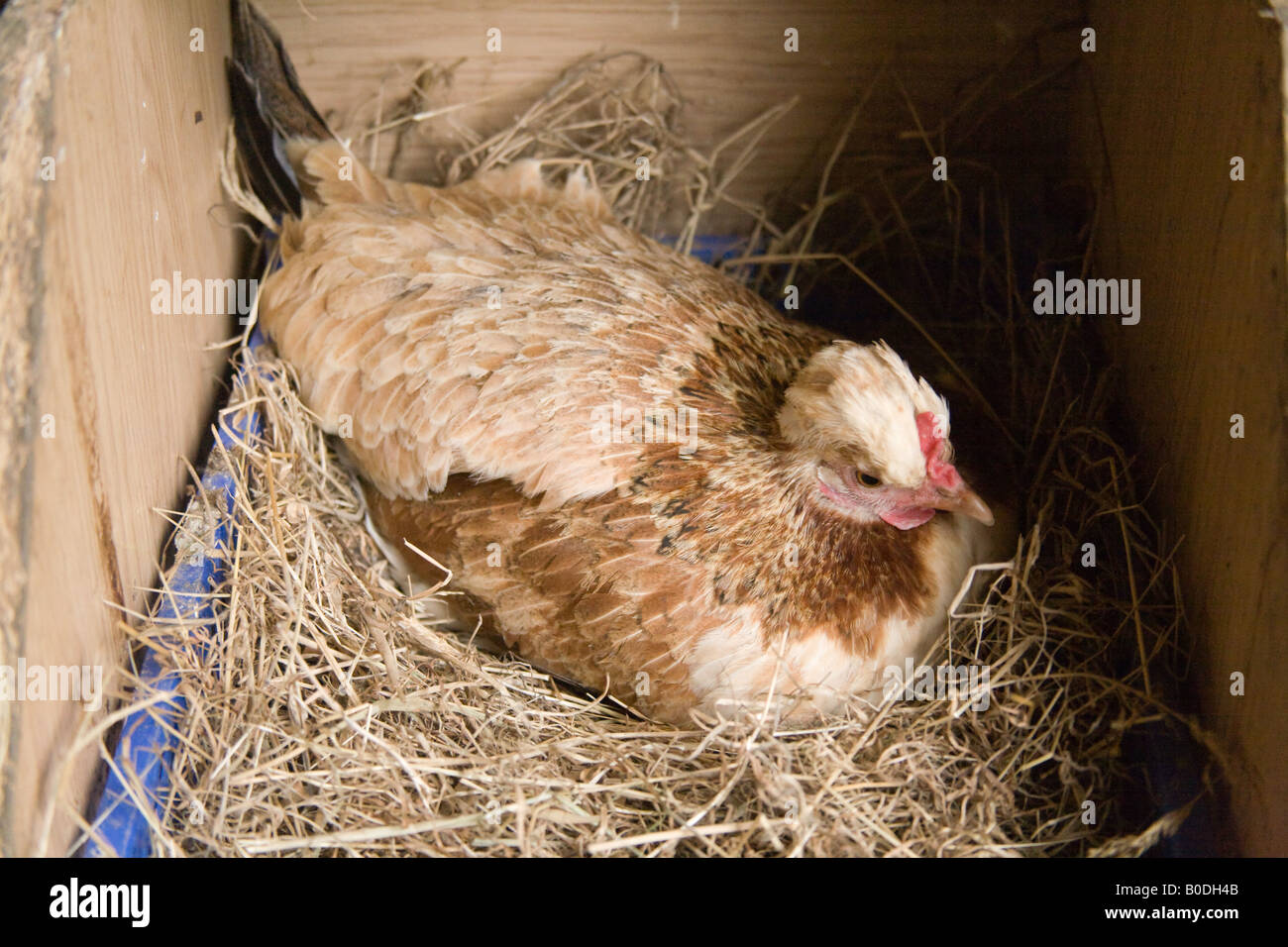 Poulet bantam couveuse sur les œufs en Hattingley alvéole de Hampshire Angleterre Banque D'Images