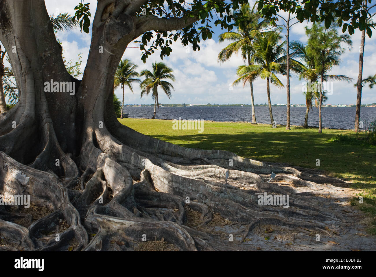 Banyan Tree en Floride Banque D'Images