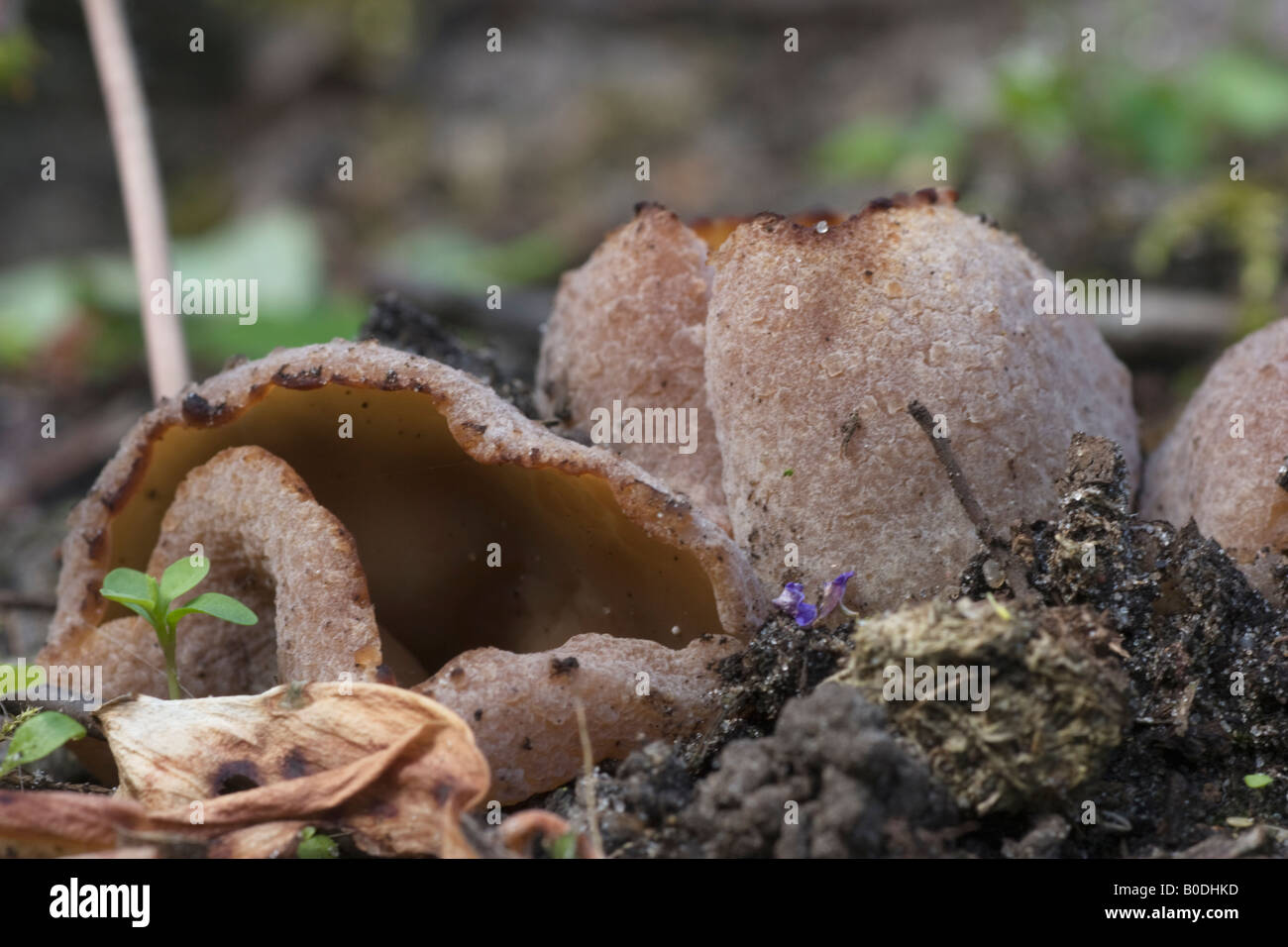 Une coupe champignon saprophyte brown gélatineuse, Peziza vesiculosa Banque D'Images