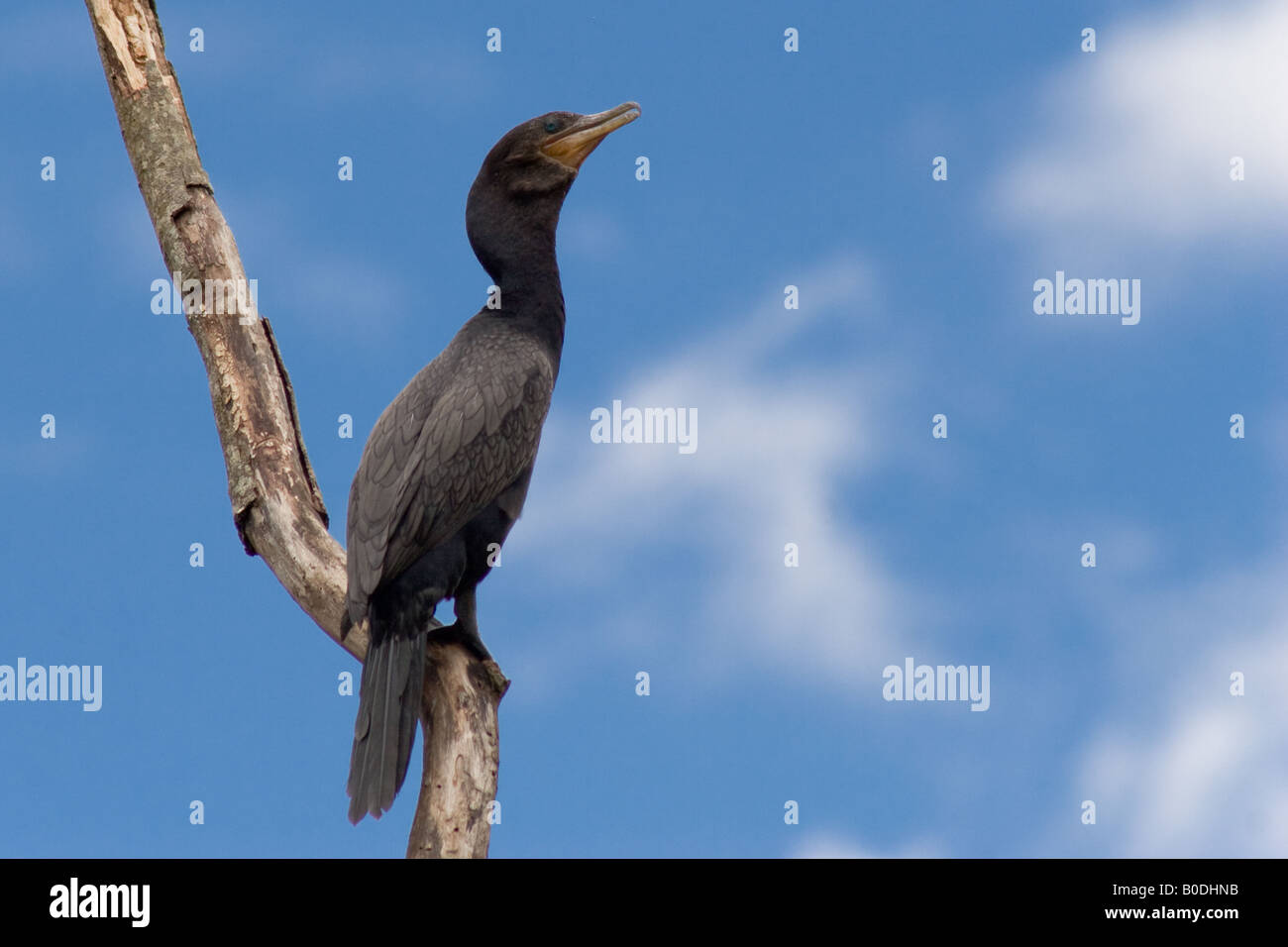 Photo d'un cormoran sur une branche contre un ciel bleu. Photo prise dans le Cerrado brésilien. Banque D'Images