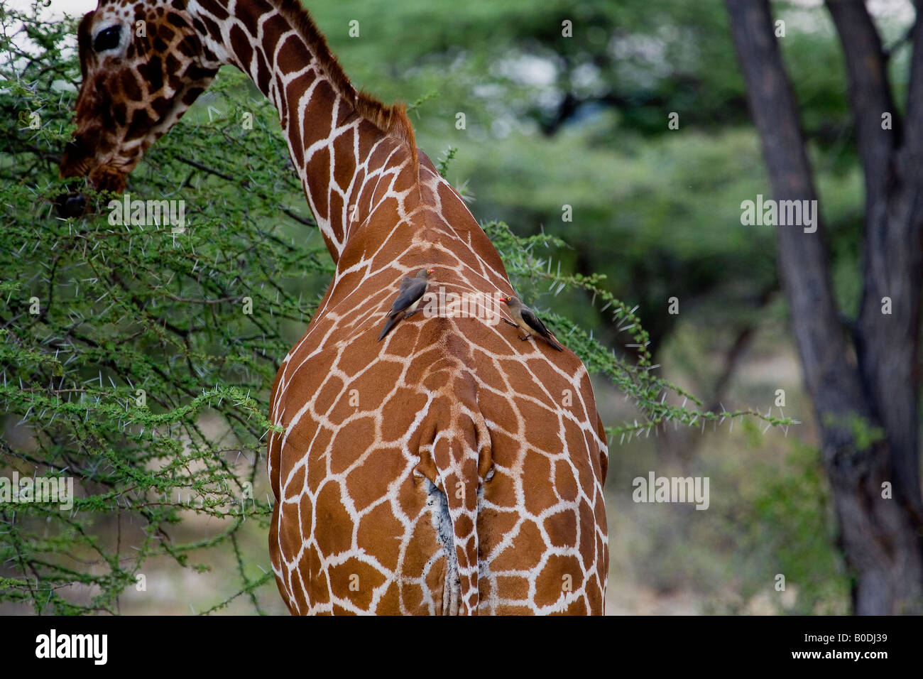 REDBILLED OXPECKER SUR GIRAFFE Banque D'Images