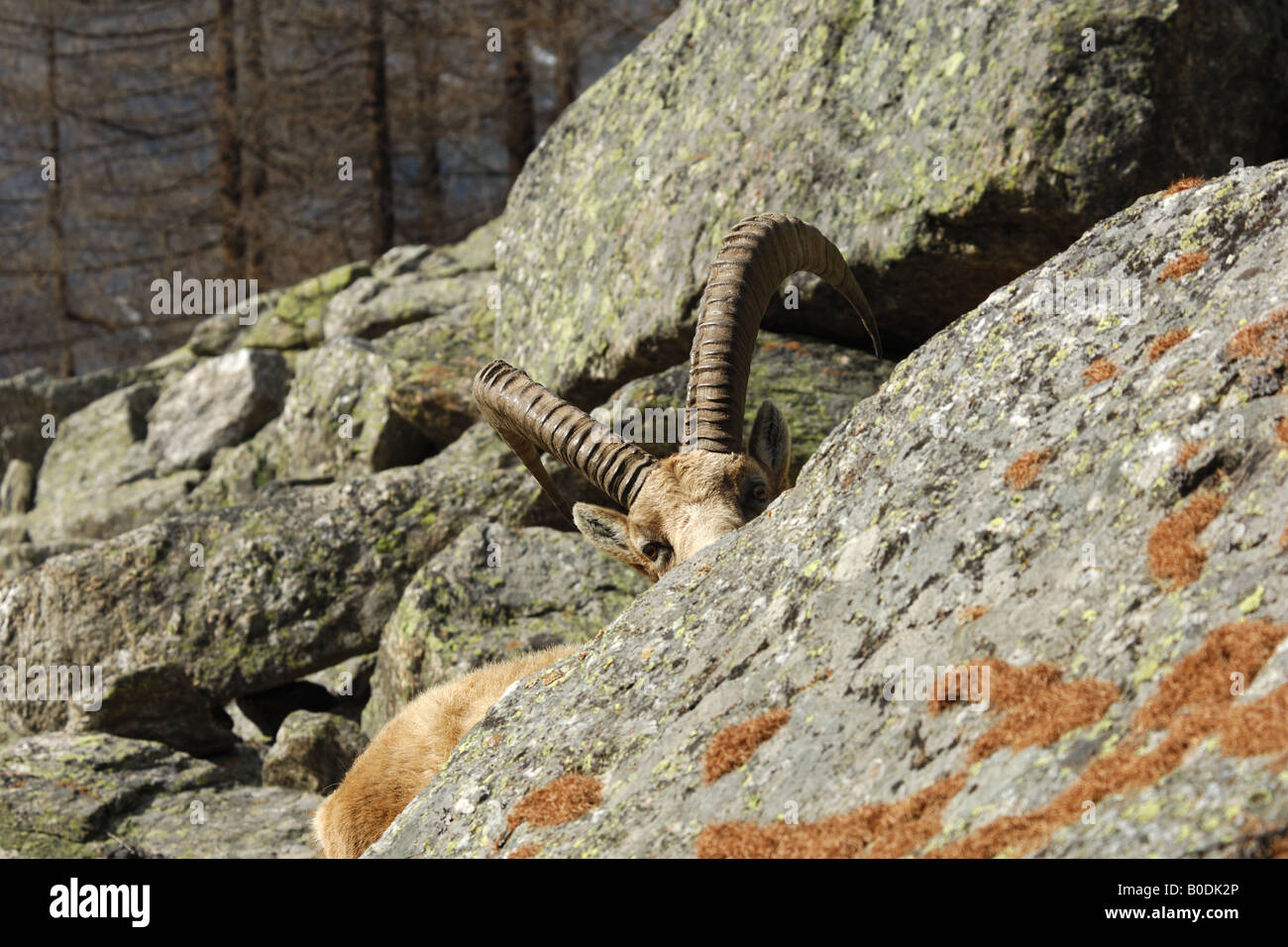 Stambecco Capra ibex Capra ibex maschio autunno montagna Valnoney Cogne Parco Nazionale Gran Paradiso Valle d aosta Italia primo Banque D'Images