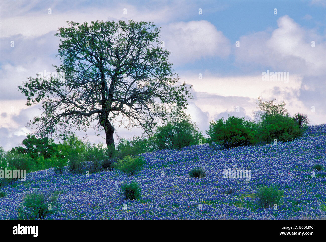 Arbre isolé sur la colline couverte de Bluebonnets sur Ranch à Burnet Comté Texas Banque D'Images