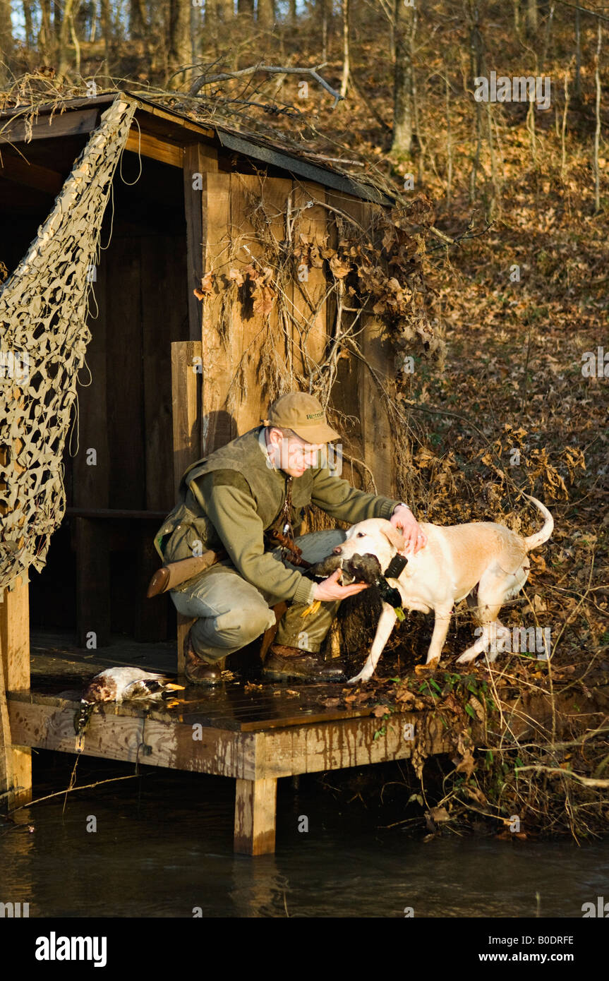 Labrador Retriever jaune Canard colvert apportant à la chasse au Chasseur aveugle Banque D'Images