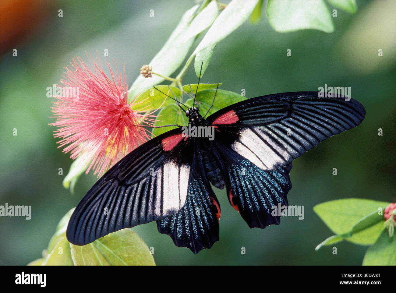 Grand Mormon Buterfly sur Mimosa Banque D'Images