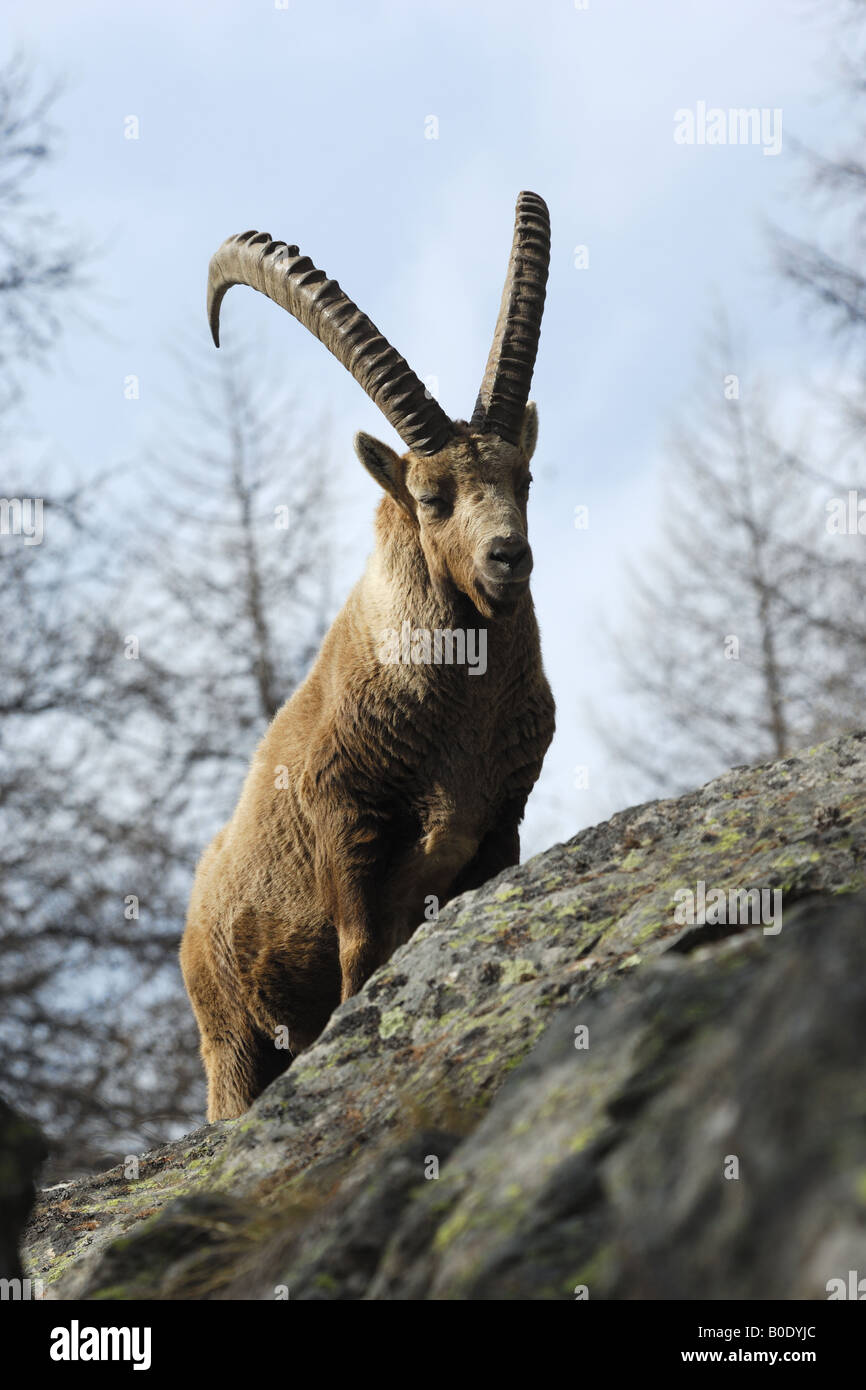 Stambecco Capra ibex Capra ibex maschio autunno montagna Valnoney Cogne Parco Nazionale Gran Paradiso Valle d aosta Italia primo Banque D'Images