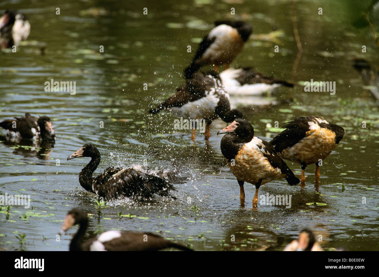 Magpie Goose Anseranas semipalmata troupeau se baigner dans une lagune Berry Springs Australie Territoire du Nord Banque D'Images