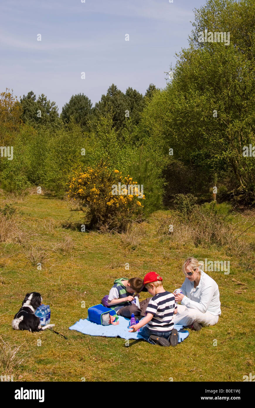 Famille faire un pique-nique à la forêt de Dunwich, Suffolk, UK Banque D'Images