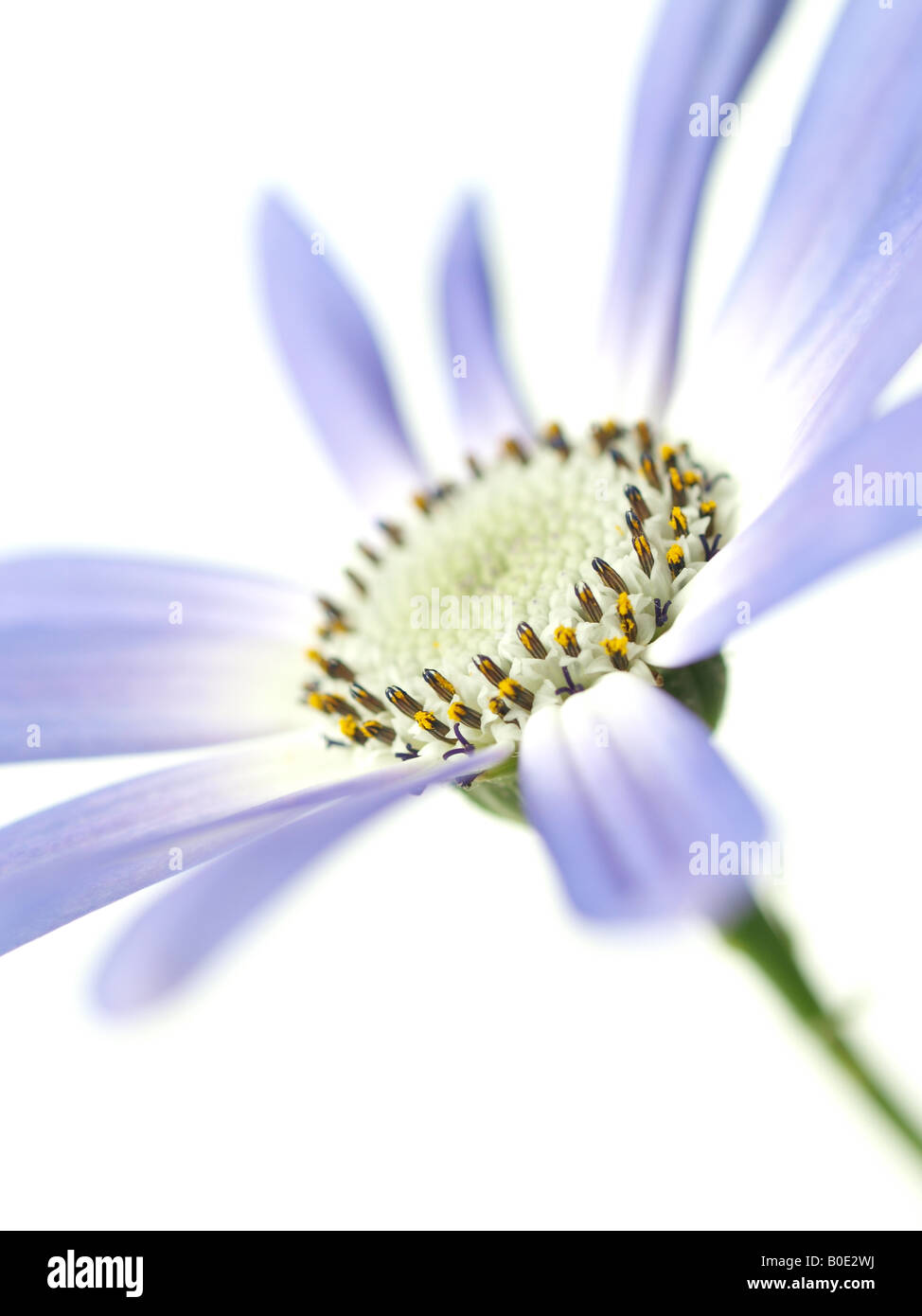 Senetti macro fleurs lilas Banque D'Images
