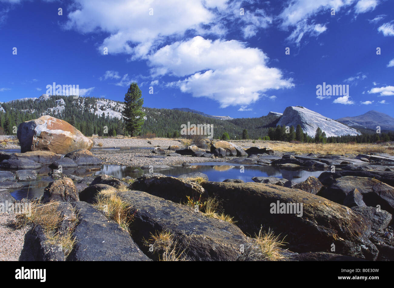 Poli par les rochers dans le Parc National de Yosemite, Californie Banque D'Images