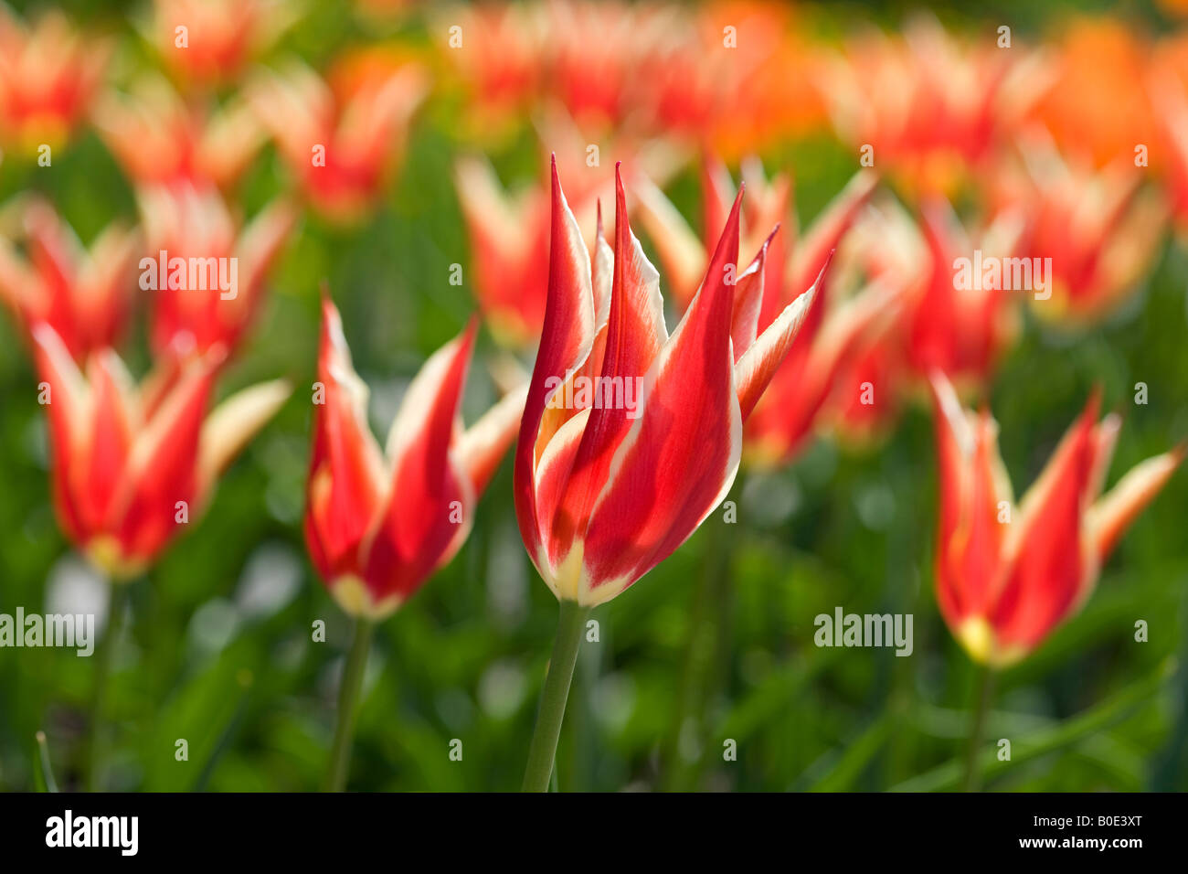 Aladdin's 'Record' Lily Flowered Tulip (Tulipa Gesneriana, Liljetulpan) Banque D'Images