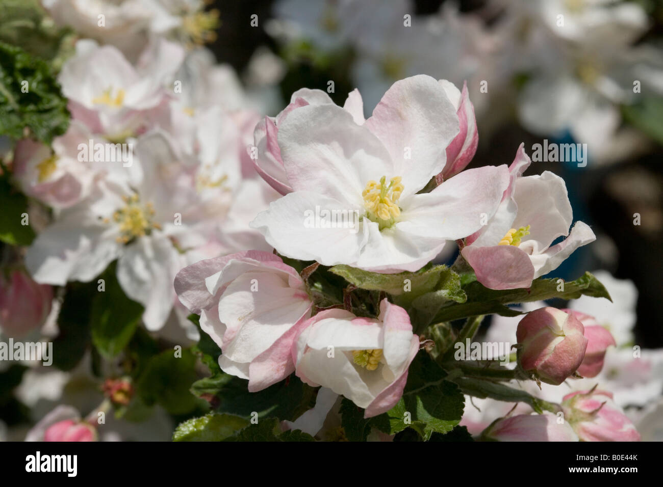 Fleurs de pommier dans un verger Banque D'Images