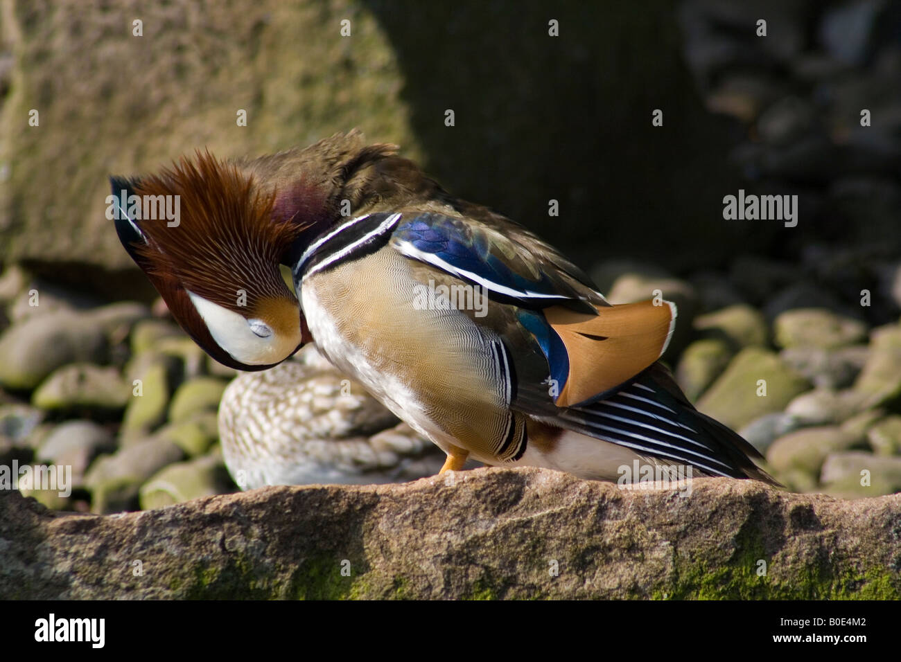 Canard mandarin (Aix galericulata) debout sur un rocher au lissage, à Martin simple Wetland Centre (WWT) en Burscough, Lancashire. Banque D'Images