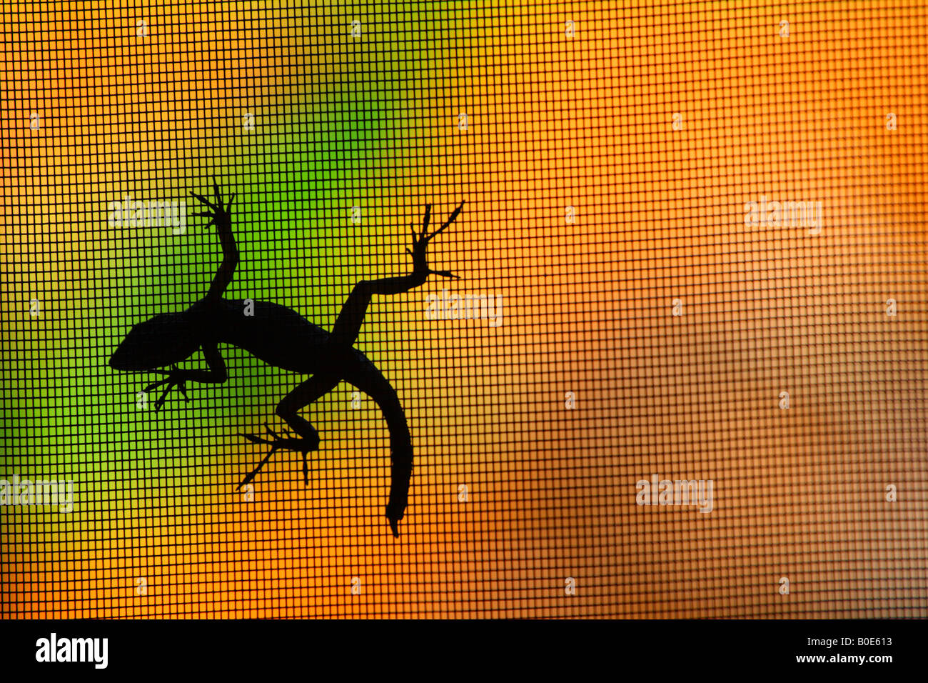 Silhouette d'un lézard sur un écran Banque D'Images