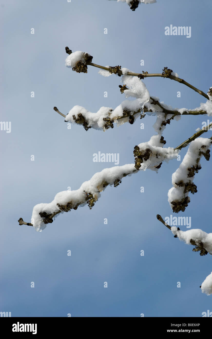 Apple tree branches couvertes de neige avec les jeunes bourgeons Banque D'Images