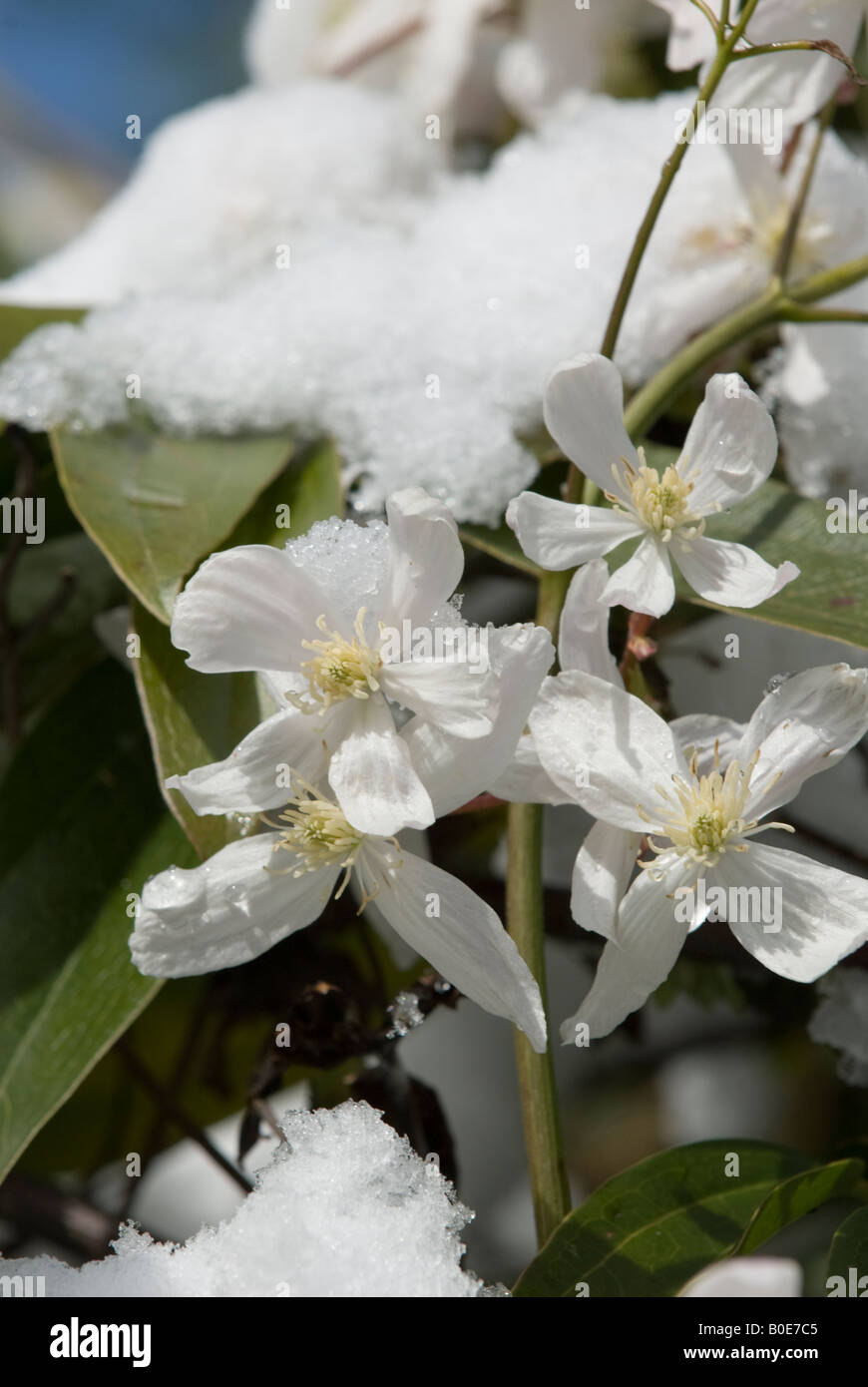 Clematis montana en fleur avec de la neige sur elle Banque D'Images