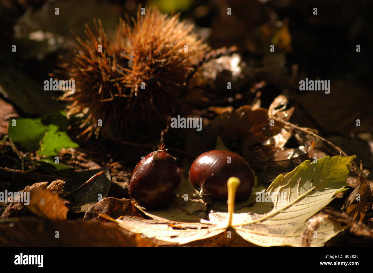 Chestnut Castagna - Friuli Italie Banque D'Images