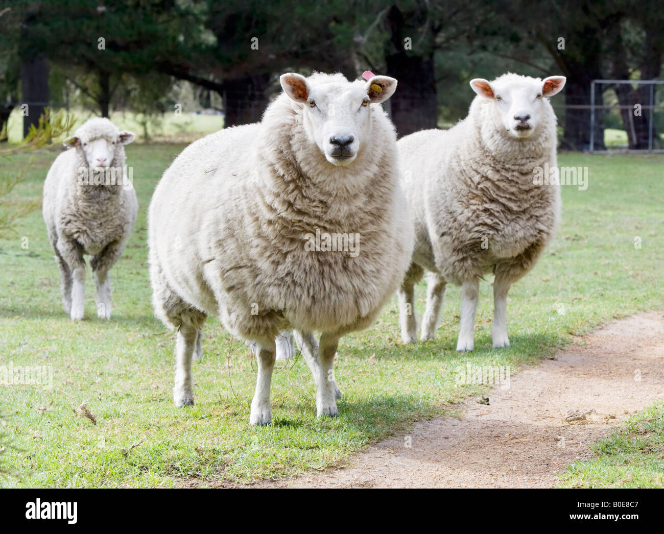Deux brebis et un agneau dans un enclos sur une ferme australienne Banque D'Images