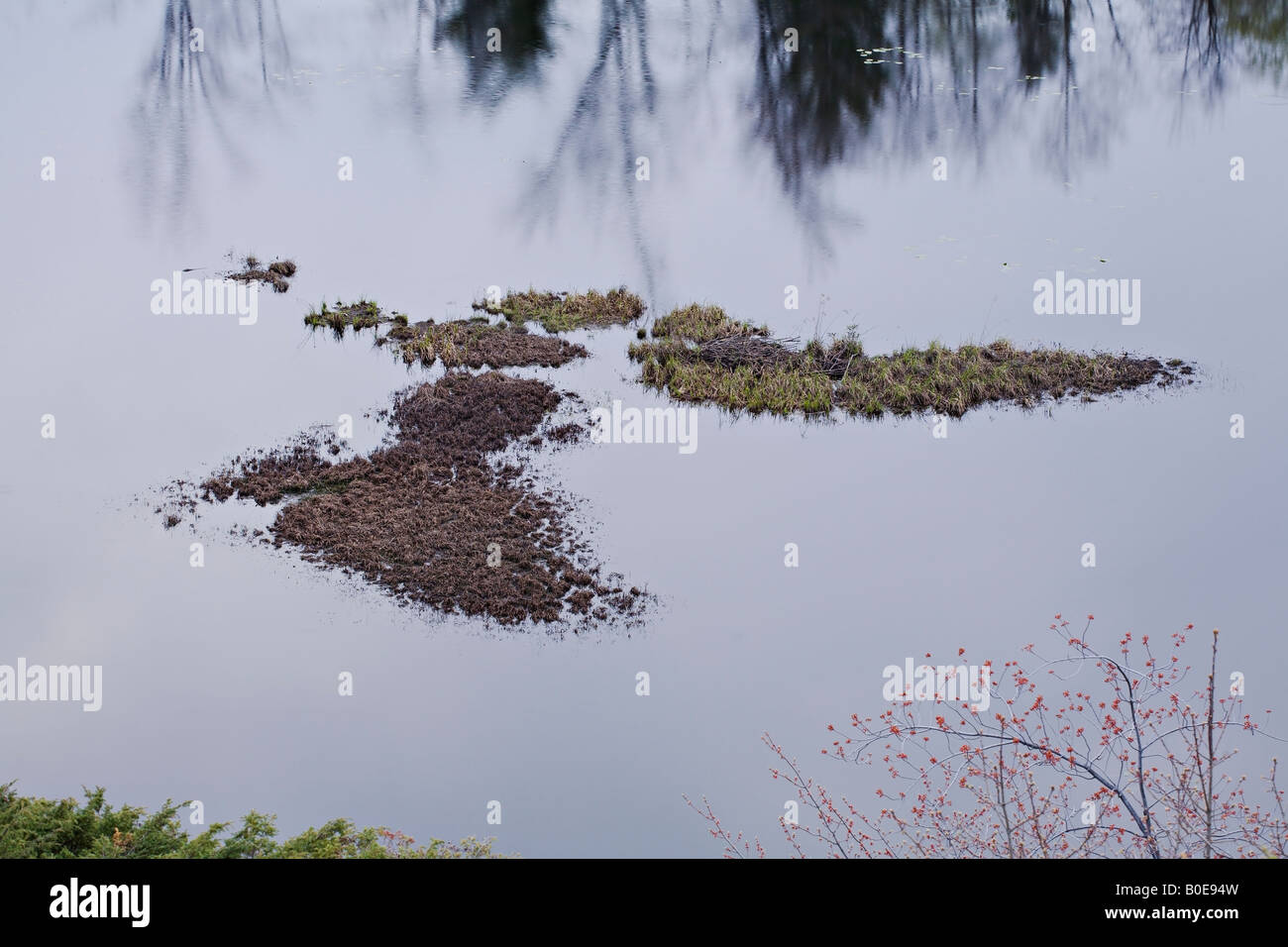 Les herbes sur l'eau Muskoka, Ontario, Canada Banque D'Images