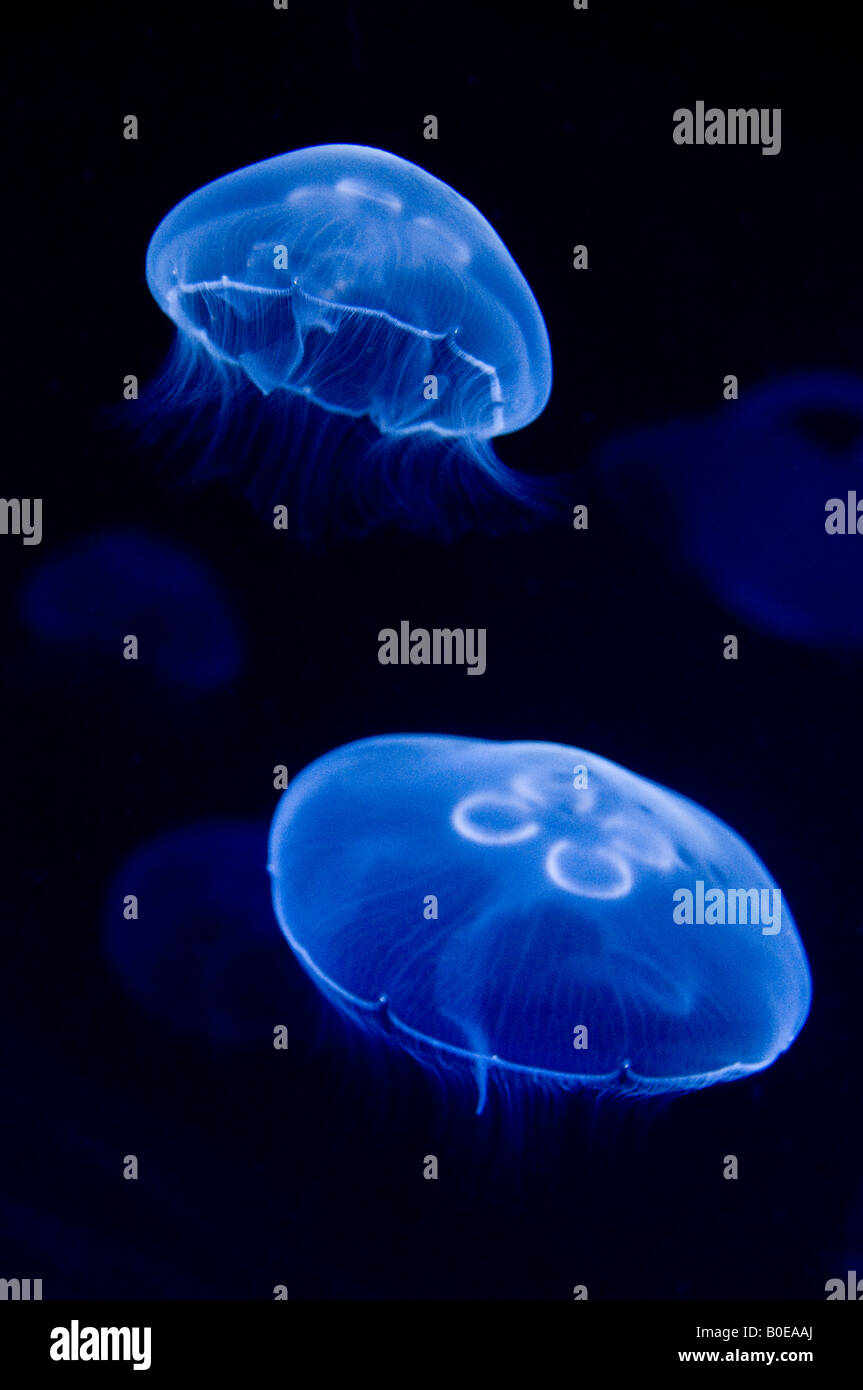 Méduses dans l'aquarium à Oceanografic Valencia, avec rétro-éclairage bleu Banque D'Images