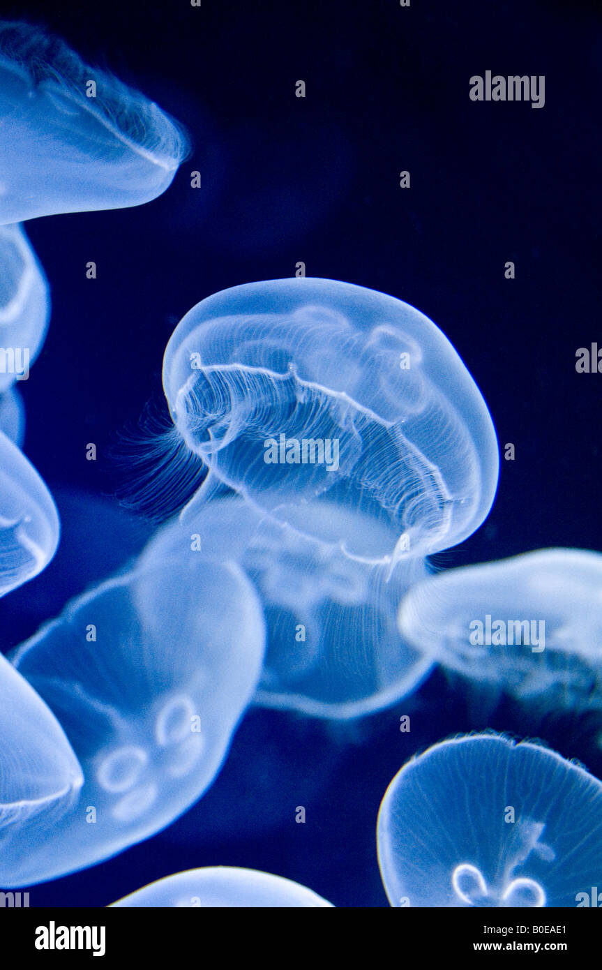 Méduses dans l'aquarium à Oceanografic Valencia, avec rétro-éclairage bleu Banque D'Images