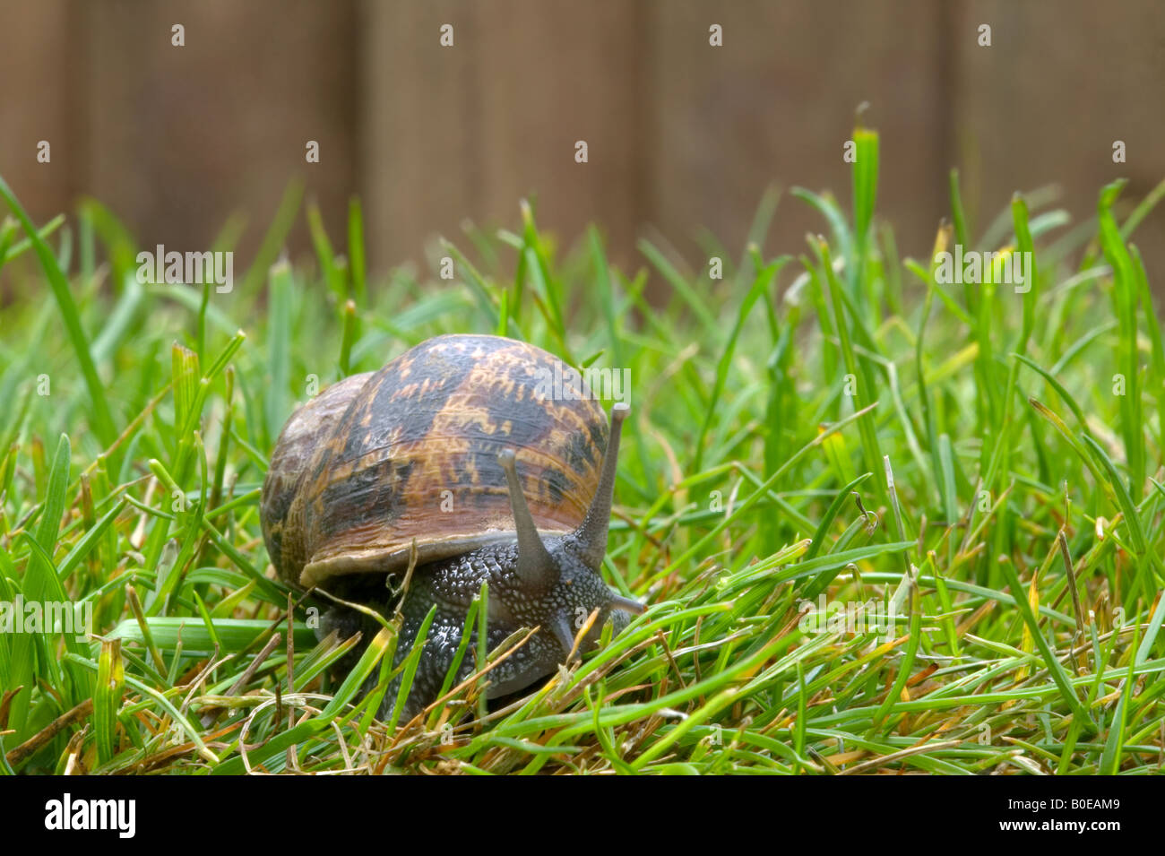 Close up d'un escargot Helix faire son chemin à travers l'herbe Banque D'Images