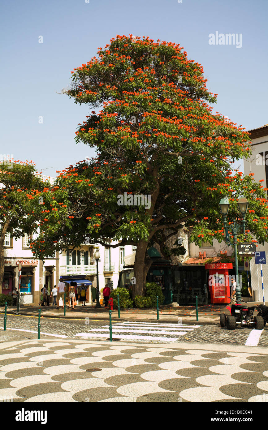 African Tulip Tree près de Praca Do Municipio. Funchal, Madère. Banque D'Images