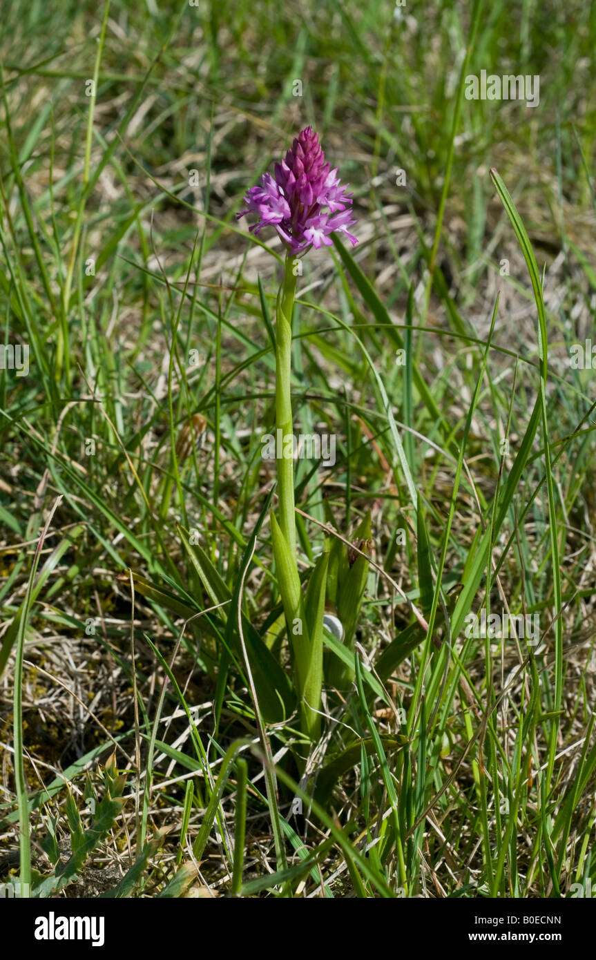 Anacamptis pyramidalis - Orchidée pyramidale, sud-Touraine, France. Banque D'Images